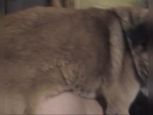 Watch this Mature Woman Get Fucked by a Dog in a Hard Sex Scene