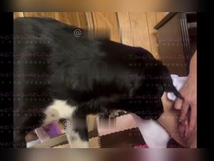 La preda si sottomette: cane dominante, donna degradata