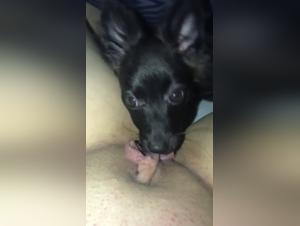 Sexvideo mit Hund: Bestialitat und Zoophilie