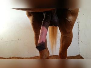 Les videos les plus sexy : salopes baisant avec leur chien ou putains succant des chiens