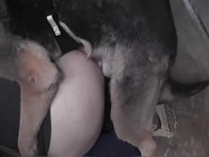 Hardcore Zoophilia Videos: Forbidden Encounters