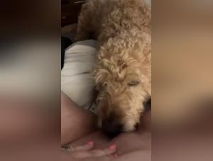 Check out an extreme dog sex video