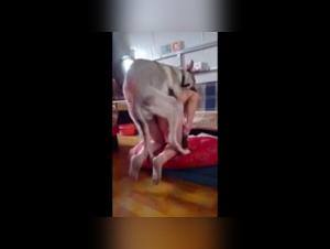 Discover the Art of Zoophilia with our Doggy Style Sex Video