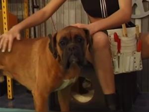 Bestiality Videos Featuring Experienced Actresses and Animals