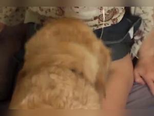 Dominazione felina: quando il cane diventa padrone in un gioco di potere
