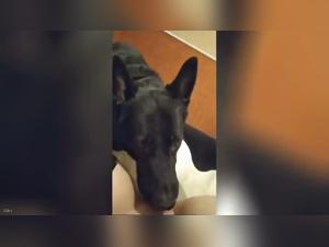 Intense bestiality scene with a submissive female dog