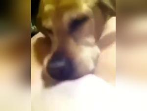 Bestiality Sex Video: Discover Lambida