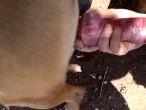 Women who love dogs in hard sex videos