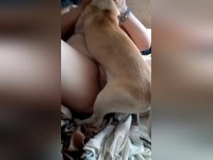 Milf subjected to a dog: a hard sex scene