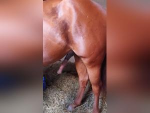 Extreme bestiality video with a horse
