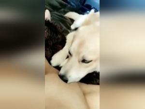 An extreme sex video with a dog