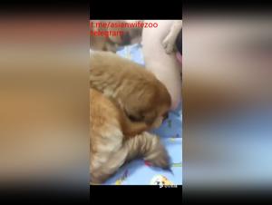 Dominanz der Hunde, wilder Genuss