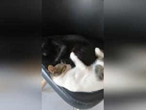 Exploring the Forbidden K9 Realm