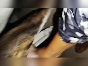 The prostitute is very excited by the sex video with a dog and a prostitute