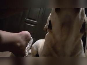 Dog sex videos: a submissive woman and a dog