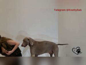 Part 3: Canine Expertise