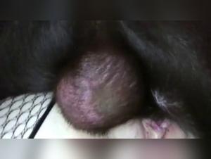 Baise Incandescente : Quand l'Amour Canin Déraille