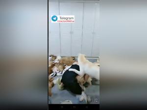 Liberta feticista: quando domina il potere canino
