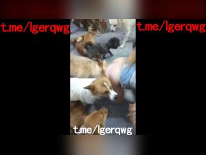 Esplora il divertimento selvaggio: gangbang con cani e una donna cinese prigioniera