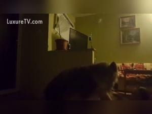 Dog sex video: don't miss it