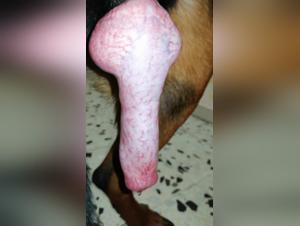 Extreme experience with a huge dog