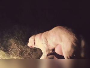 femefun und tier sex