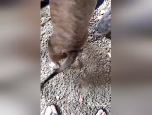 Feline submission, intense canine pleasure