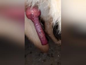 Zoophilia video: a woman and her canine companion