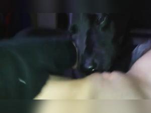 An intense and passionate zoophilia experience