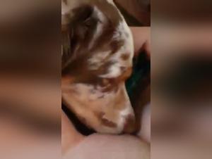 Bestiality Sex Videos with Dogs