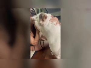 La jeune fille joue avec ses chien de haute taille. Une histoire de sexe zoofilia