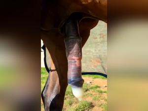 Denise Frazier, divertimento crudo con un cavallo eccitato