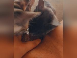 Bite sensuali, divertimento proibito