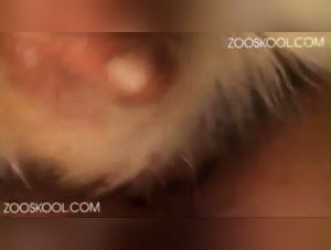 Extreme Zoo-Erotism and Bestiality Scenes: Blow Jobs, Licking, and Ritual Ceremonies to Make Your Heart Skip a Beat!