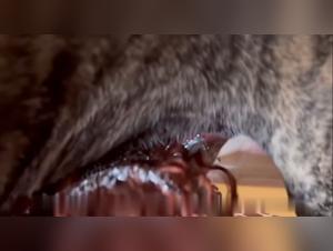 Une video lesbianes fait sex avec son chien, anale et bondage