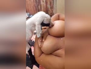 dogporn & Legal Ramifications