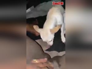 Bestiality video: a female dog and a dog in an intense relationship