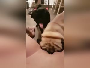 Labbra ingannate, divertimento canino incontrollabile