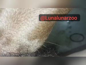 Raw Beastiality: Uncensored Reality