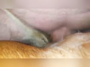 zoofilia tube artofzoo