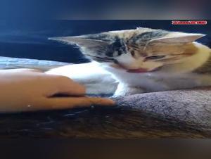 Bestiality sex video: A woman and her dog