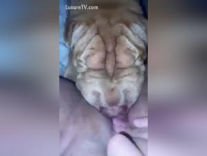 Bestiality sex video with dog