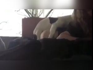 Gang bang zoogang and dog sex videos: discover this woman and her dog