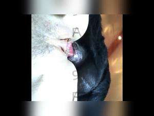 Primal Instincts & Animal Desire