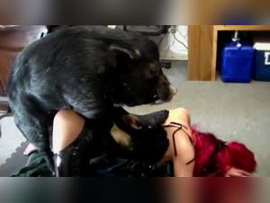 Zoophilia video with a pig: an extreme experience