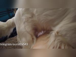 Scopata canina proibita: esperienze a luci rosse