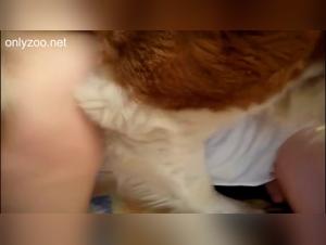 Der intensive orale Austausch zwischen der jungen Frau und dem grossen Hund mit dem riesigen Knoten, sehr sexuell, sehr kostlich, extrem zoophil