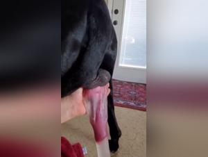 zoophilia and beastiality