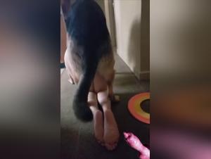 bestiality animalxxx