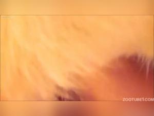 Bestiality and Zoophilia Videos